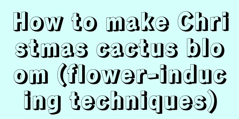 How to make Christmas cactus bloom (flower-inducing techniques)