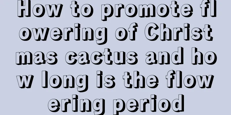 How to promote flowering of Christmas cactus and how long is the flowering period