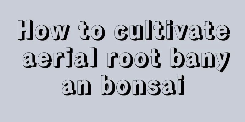 How to cultivate aerial root banyan bonsai