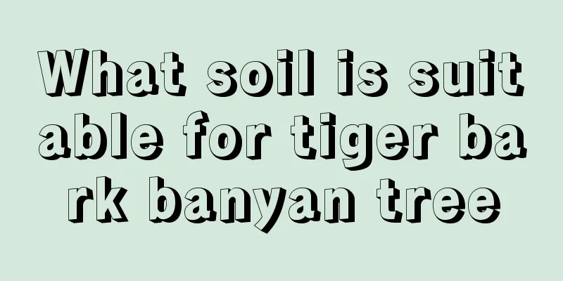 What soil is suitable for tiger bark banyan tree