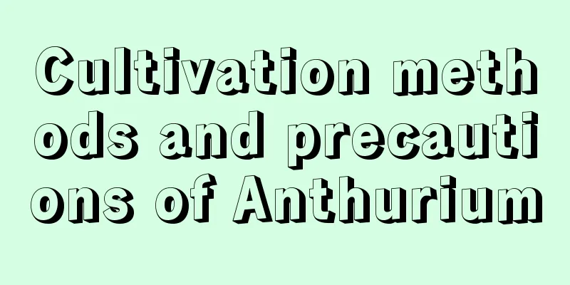 Cultivation methods and precautions of Anthurium