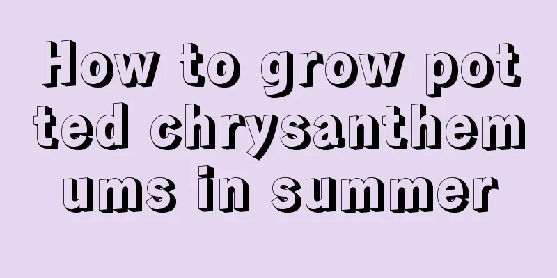 How to grow potted chrysanthemums in summer