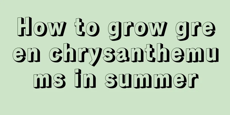 How to grow green chrysanthemums in summer