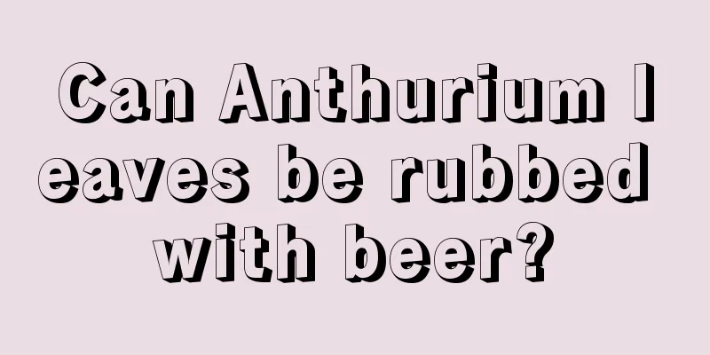 Can Anthurium leaves be rubbed with beer?