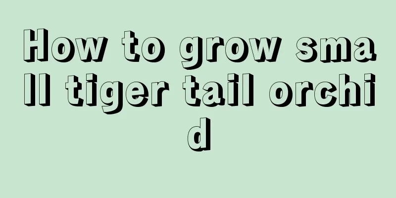 How to grow small tiger tail orchid