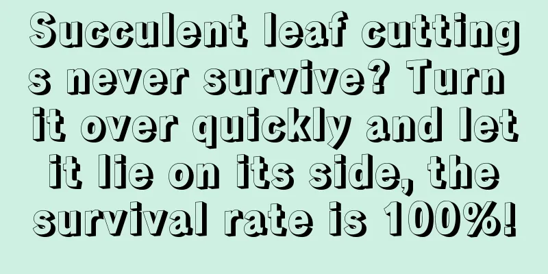 Succulent leaf cuttings never survive? Turn it over quickly and let it lie on its side, the survival rate is 100%!