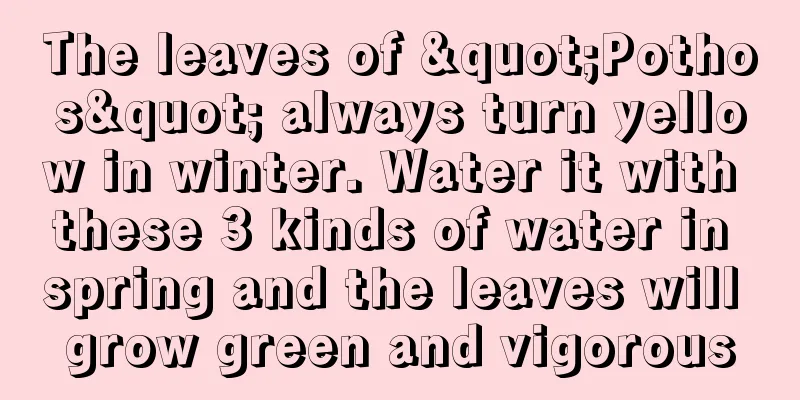 The leaves of "Pothos" always turn yellow in winter. Water it with these 3 kinds of water in spring and the leaves will grow green and vigorous