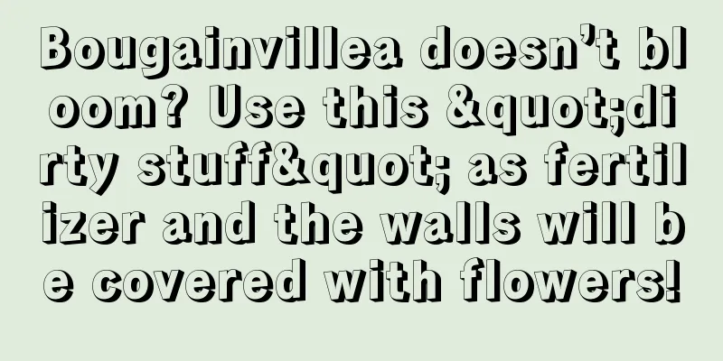 Bougainvillea doesn’t bloom? Use this "dirty stuff" as fertilizer and the walls will be covered with flowers!