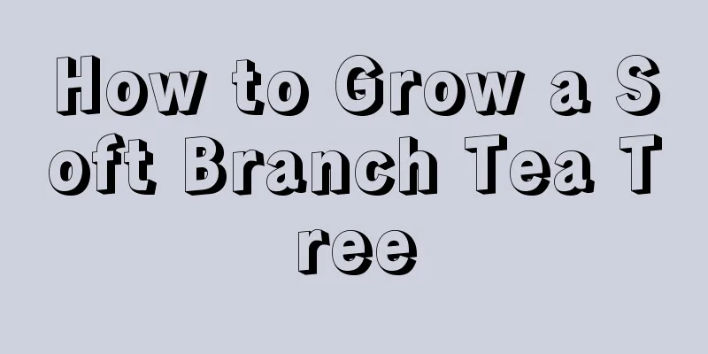 How to Grow a Soft Branch Tea Tree