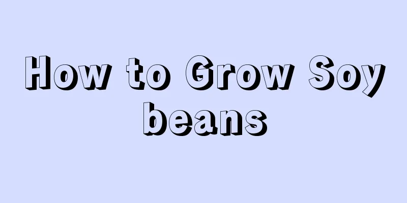 How to Grow Soybeans