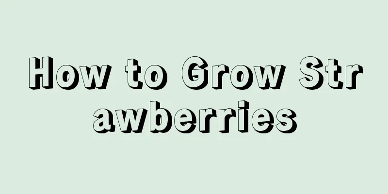 How to Grow Strawberries