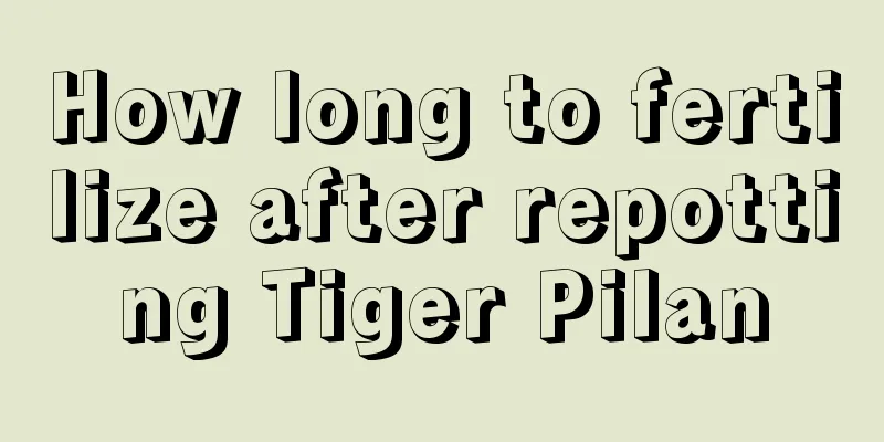 How long to fertilize after repotting Tiger Pilan