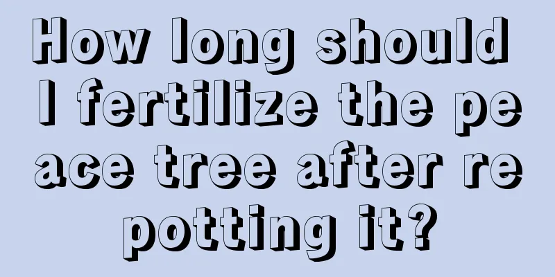 How long should I fertilize the peace tree after repotting it?