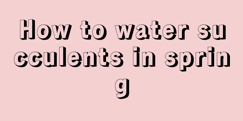 How to water succulents in spring