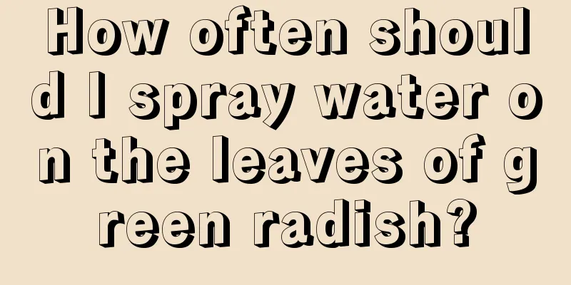 How often should I spray water on the leaves of green radish?