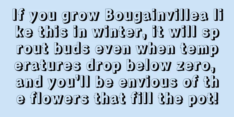 If you grow Bougainvillea like this in winter, it will sprout buds even when temperatures drop below zero, and you’ll be envious of the flowers that fill the pot!