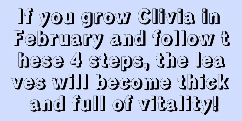 If you grow Clivia in February and follow these 4 steps, the leaves will become thick and full of vitality!