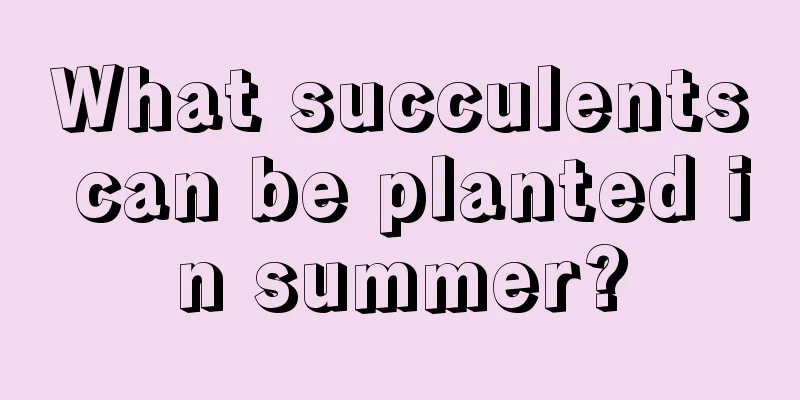 What succulents can be planted in summer?