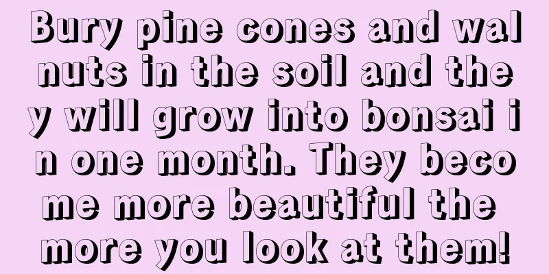 Bury pine cones and walnuts in the soil and they will grow into bonsai in one month. They become more beautiful the more you look at them!