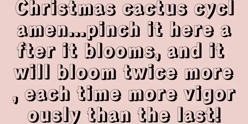 Christmas cactus cyclamen...pinch it here after it blooms, and it will bloom twice more, each time more vigorously than the last!