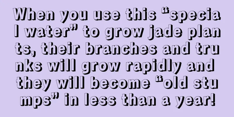 When you use this “special water” to grow jade plants, their branches and trunks will grow rapidly and they will become “old stumps” in less than a year!