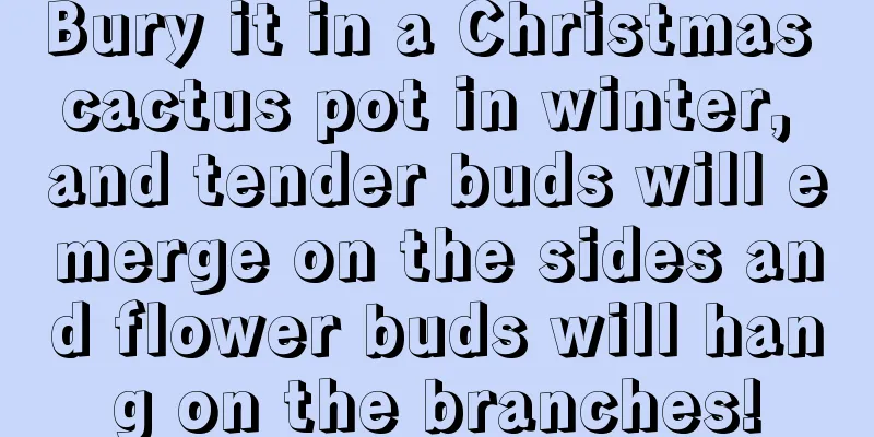 Bury it in a Christmas cactus pot in winter, and tender buds will emerge on the sides and flower buds will hang on the branches!