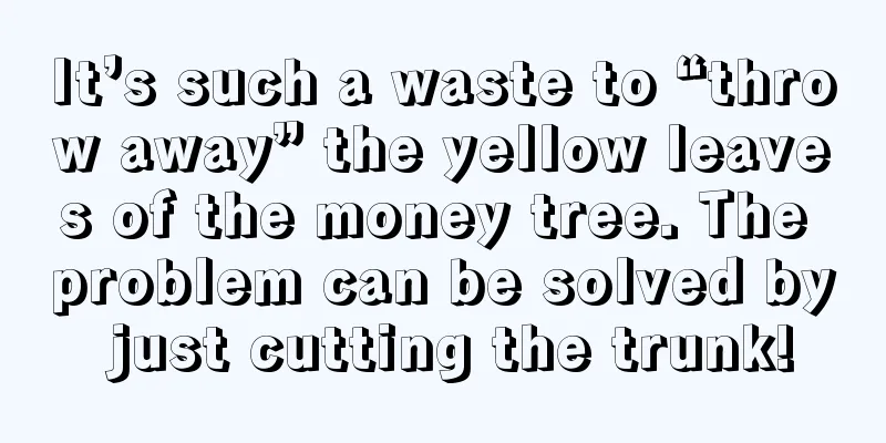 It’s such a waste to “throw away” the yellow leaves of the money tree. The problem can be solved by just cutting the trunk!