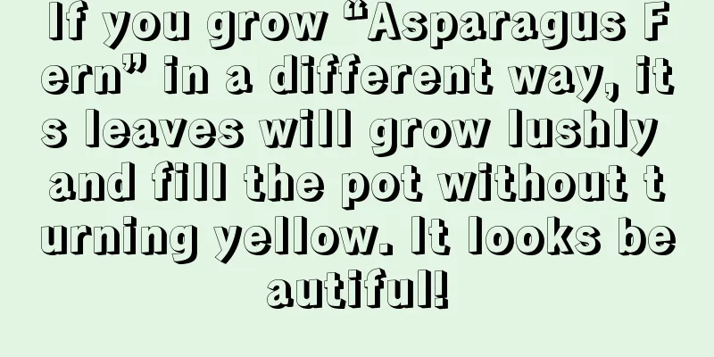 If you grow “Asparagus Fern” in a different way, its leaves will grow lushly and fill the pot without turning yellow. It looks beautiful!