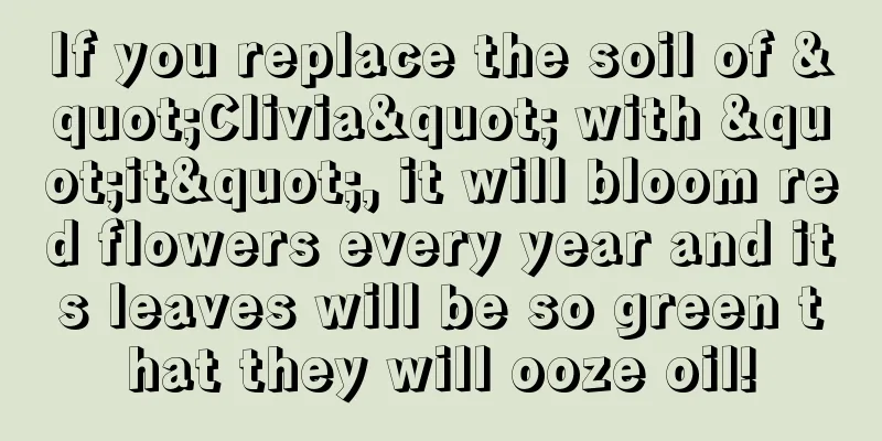 If you replace the soil of "Clivia" with "it", it will bloom red flowers every year and its leaves will be so green that they will ooze oil!