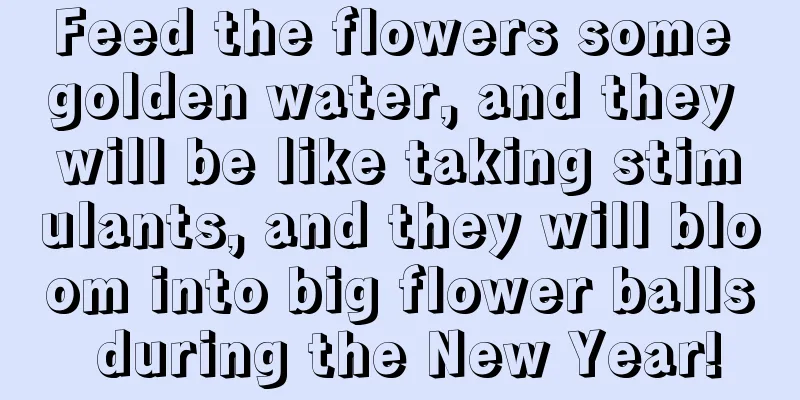 Feed the flowers some golden water, and they will be like taking stimulants, and they will bloom into big flower balls during the New Year!