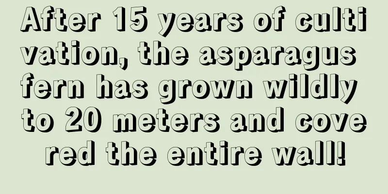 After 15 years of cultivation, the asparagus fern has grown wildly to 20 meters and covered the entire wall!