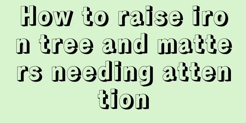 How to raise iron tree and matters needing attention