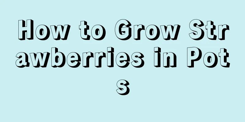 How to Grow Strawberries in Pots