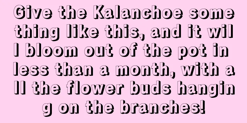 Give the Kalanchoe something like this, and it will bloom out of the pot in less than a month, with all the flower buds hanging on the branches!