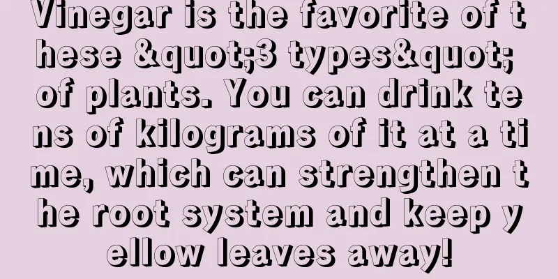Vinegar is the favorite of these "3 types" of plants. You can drink tens of kilograms of it at a time, which can strengthen the root system and keep yellow leaves away!