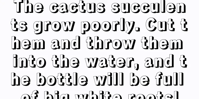 The cactus succulents grow poorly. Cut them and throw them into the water, and the bottle will be full of big white roots!