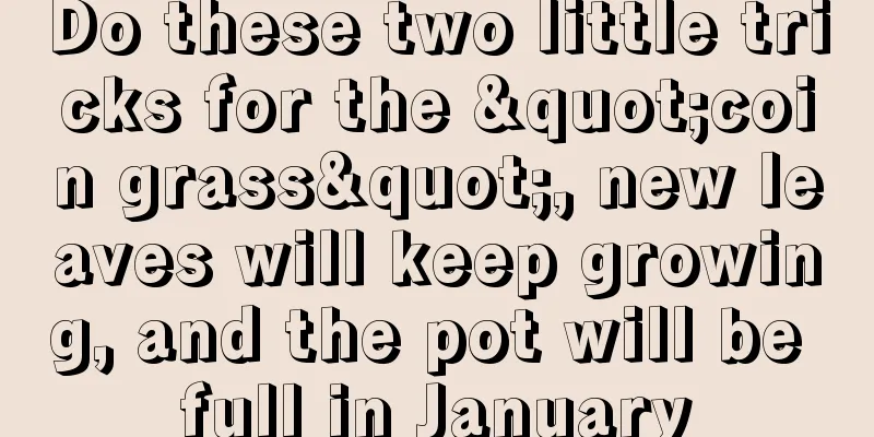 Do these two little tricks for the "coin grass", new leaves will keep growing, and the pot will be full in January