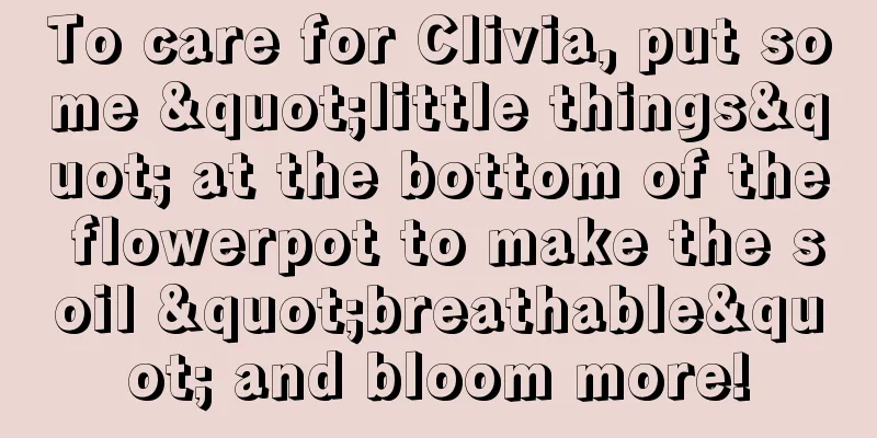 To care for Clivia, put some "little things" at the bottom of the flowerpot to make the soil "breathable" and bloom more!