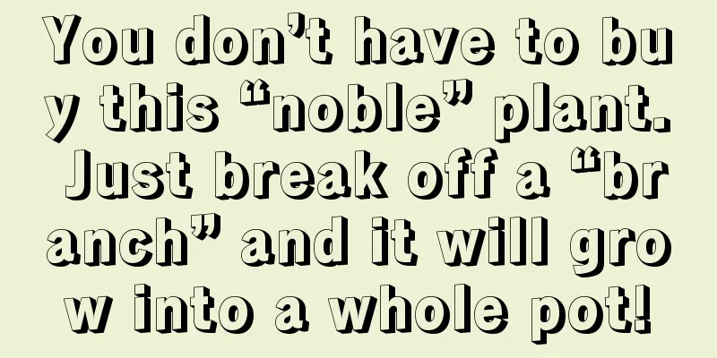 You don’t have to buy this “noble” plant. Just break off a “branch” and it will grow into a whole pot!