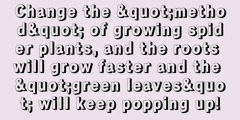 Change the "method" of growing spider plants, and the roots will grow faster and the "green leaves" will keep popping up!