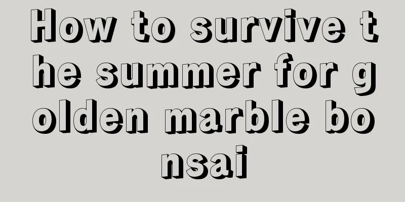 How to survive the summer for golden marble bonsai