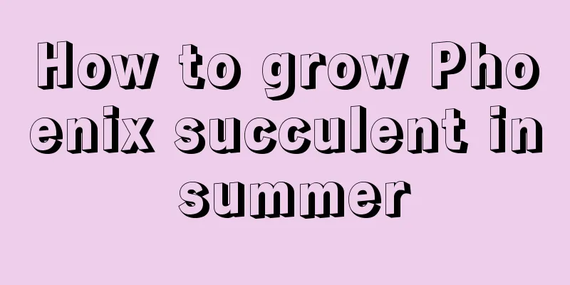 How to grow Phoenix succulent in summer