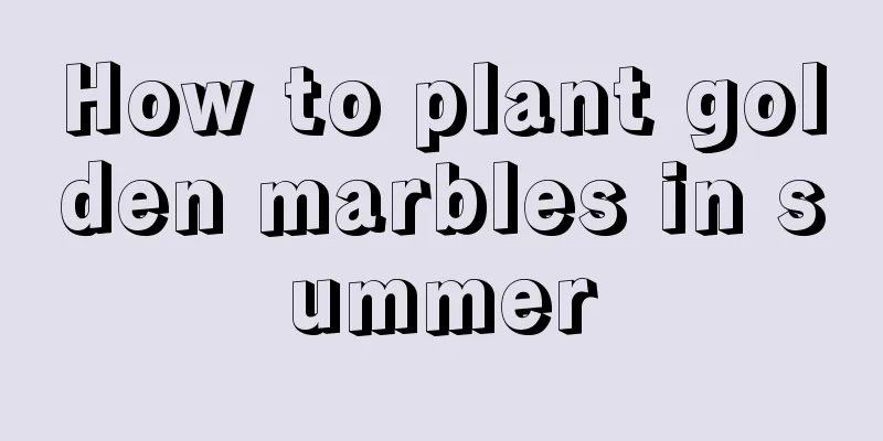 How to plant golden marbles in summer