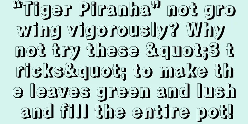 “Tiger Piranha” not growing vigorously? Why not try these "3 tricks" to make the leaves green and lush and fill the entire pot!