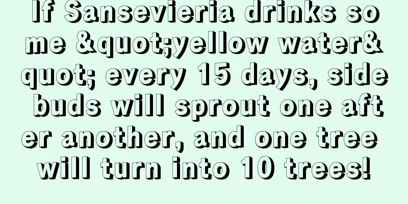 If Sansevieria drinks some "yellow water" every 15 days, side buds will sprout one after another, and one tree will turn into 10 trees!