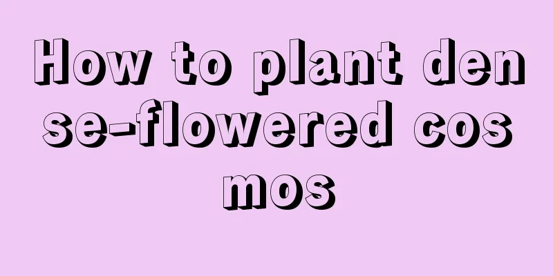 How to plant dense-flowered cosmos