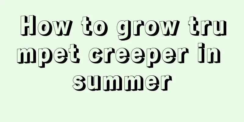 How to grow trumpet creeper in summer