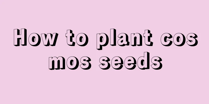 How to plant cosmos seeds