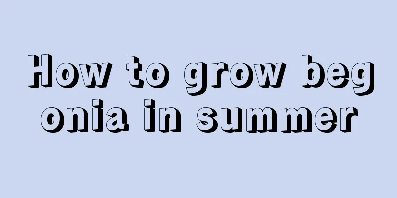 How to grow begonia in summer