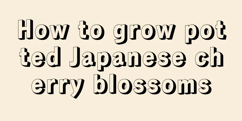 How to grow potted Japanese cherry blossoms